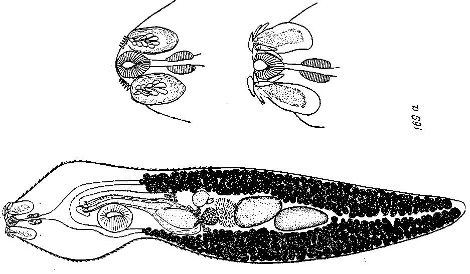 Представитель Семейства Rhopaliidae